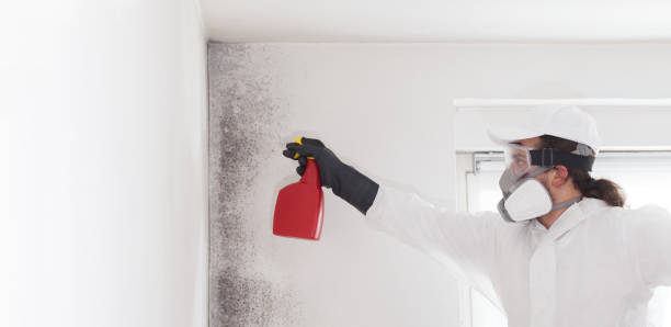 Harrington, DE Mold Removal Company